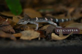 徳之島の生物 オビトカゲモドキ