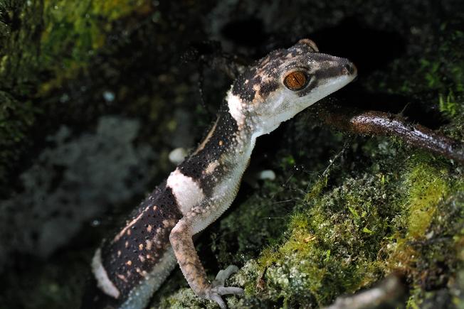 徳之島の生物