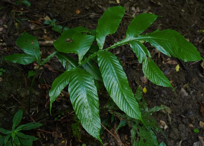 コモチナナバケシダ