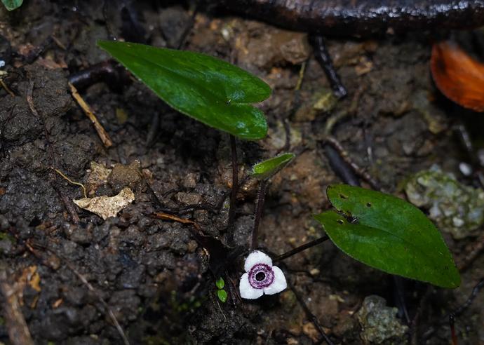 タニムラアオイ