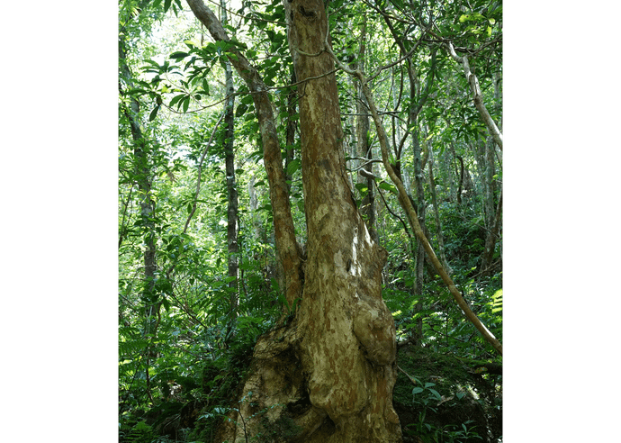 シマサルスベリ