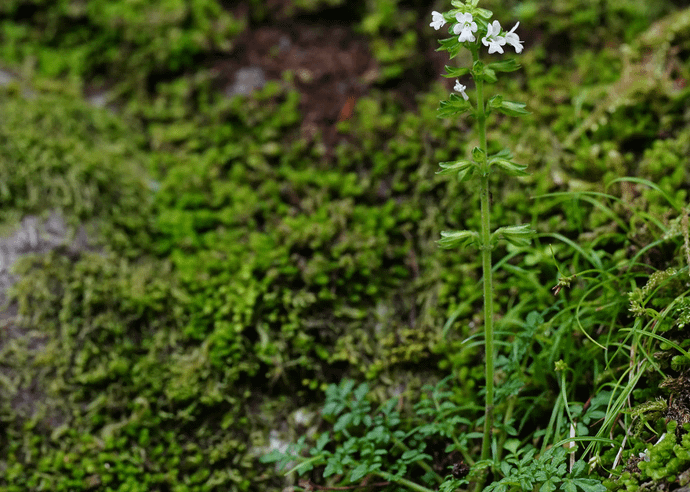 ヒメタムラソウ