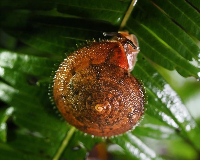 Aegista kiusiuensis tokunovaga