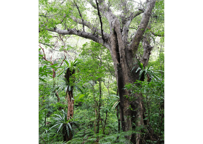 オキナワウラジロガシ
