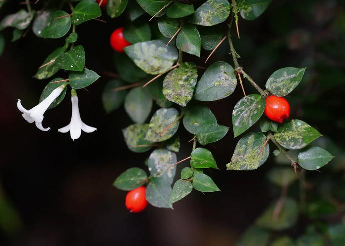 ヒメアリドオシ