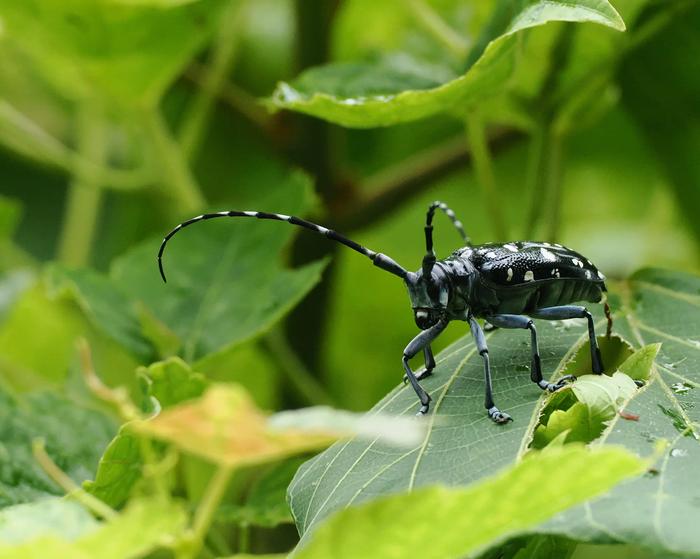 Anoplophora oshimana tokunoshimana