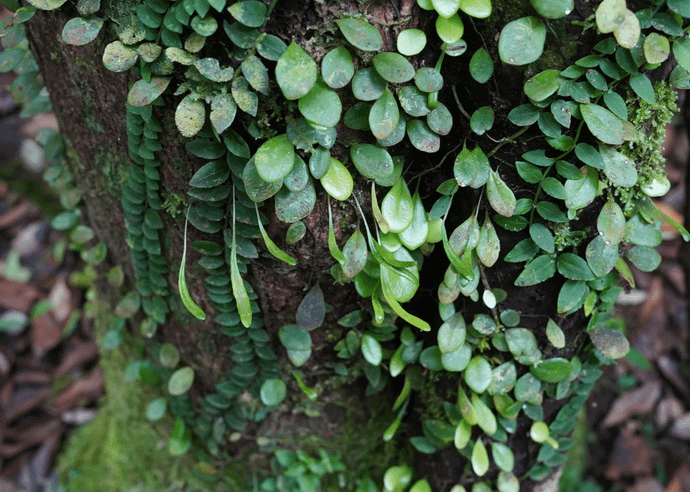 リュウキュウマメヅタ