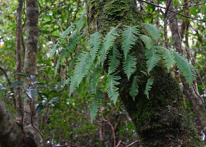 アマミアオネカズラ