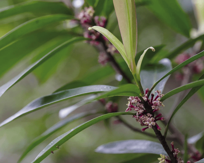 Myrsine seguinii