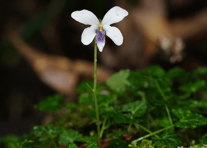 ヤクシマスミレ