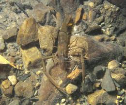 ヒラテテナガエビ